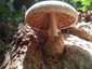 Óriás bocskorosgomba (Volvariella bombycina), Budai-hegység